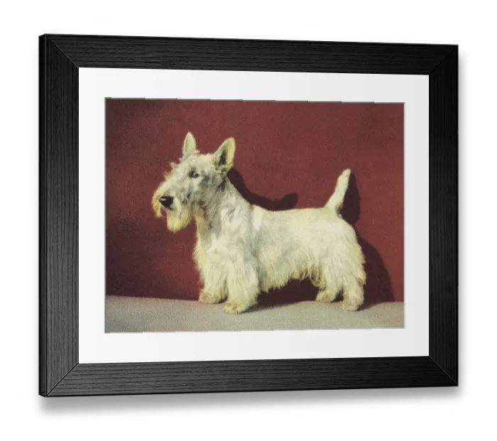 Framed Print : Scottish Terrier Framed Print : Scottish Terrier