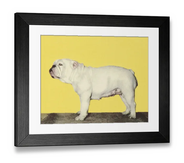 Framed Print : Bulldog. http: / / csaimages.com / images / istockprofile / csa_vector_dsp.jpg Framed Print : Bulldog. http: / / csaimages.com / images / istockprofile / csa_vector_dsp.jpg