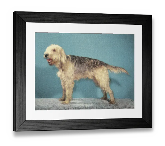 Framed Print : Shaggy Dog Framed Print : Shaggy Dog