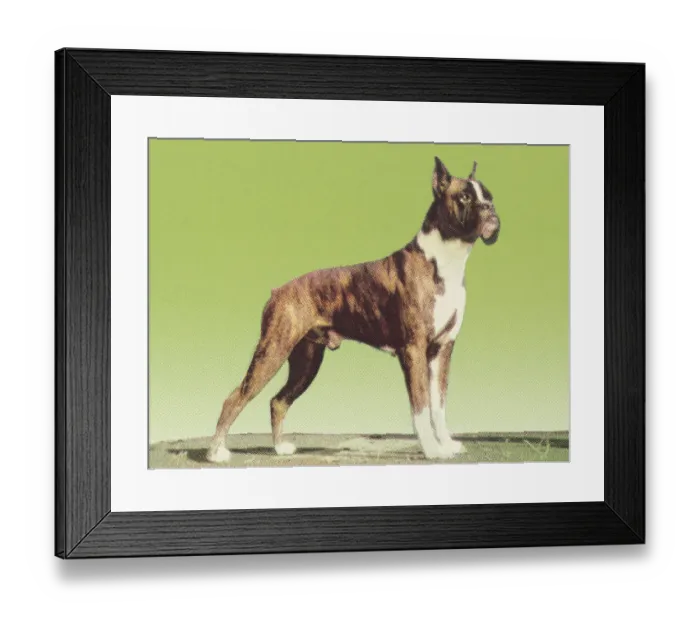 Framed Print : Boxer. http: / / csaimages.com / images / istockprofile / csa_vector_dsp.jpg Framed Print : Boxer. http: / / csaimages.com / images / istockprofile / csa_vector_dsp.jpg