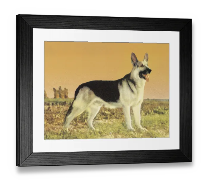 Framed Print : German Shepherd Framed Print : German Shepherd