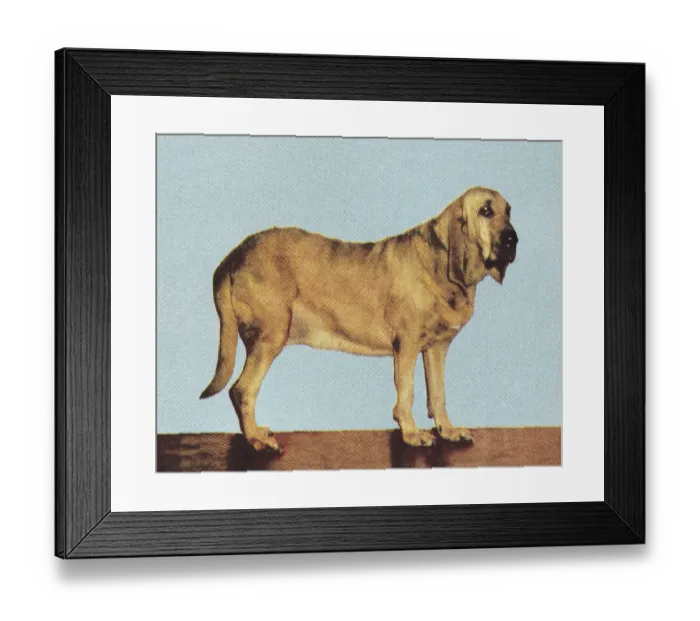 Framed Print : Bloodhound Framed Print : Bloodhound