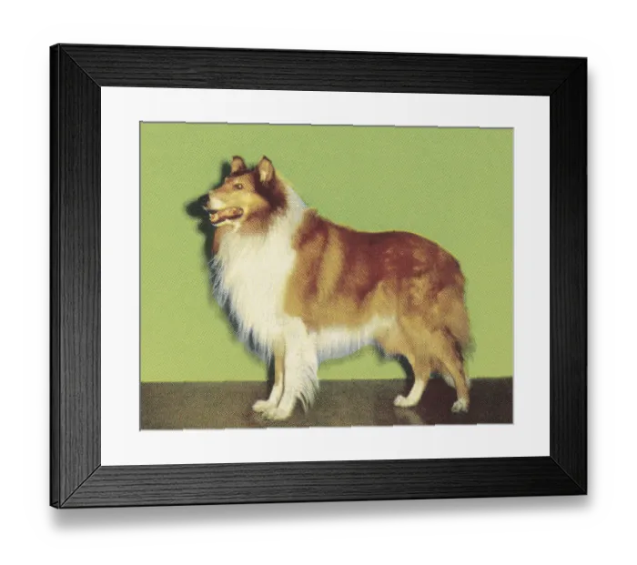 Framed Print : Collie. http: / / csaimages.com / images / istockprofile / csa_vector_dsp.jpg Framed Print : Collie. http: / / csaimages.com / images / istockprofile / csa_vector_dsp.jpg