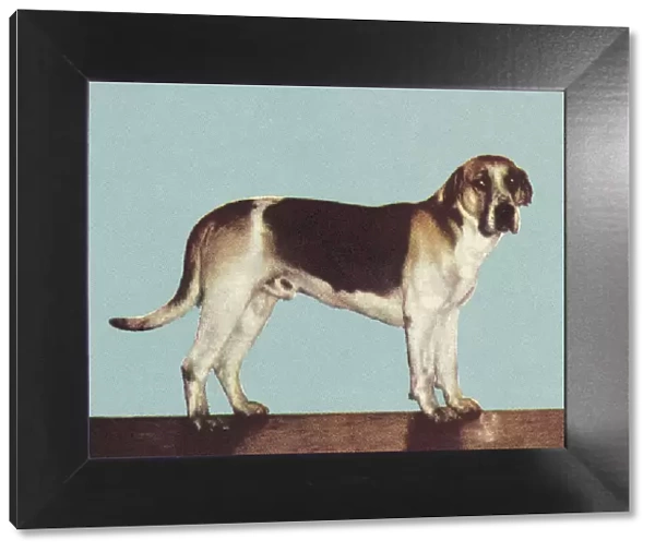Hound Dog. http: /  / csaimages.com / images / istockprofile / csa_vector_dsp.jpg