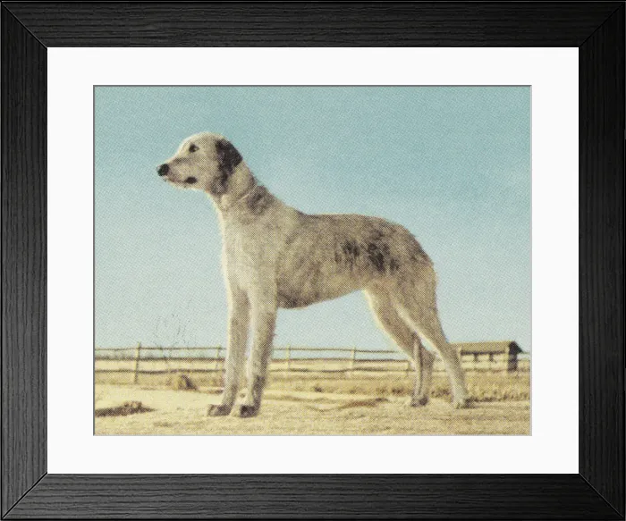 Framed Print : Large Dog. http: / / csaimages.com / images / istockprofile / csa_vector_dsp.jpg Framed Print : Large Dog. http: / / csaimages.com / images / istockprofile / csa_vector_dsp.jpg