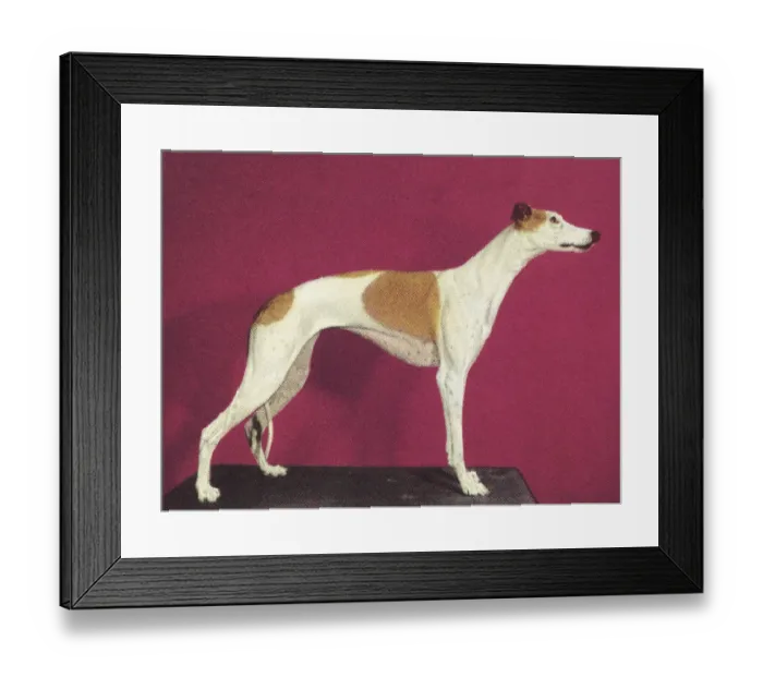 Framed Print : Greyhound. http: / / csaimages.com / images / istockprofile / csa_vector_dsp.jpg Framed Print : Greyhound. http: / / csaimages.com / images / istockprofile / csa_vector_dsp.jpg