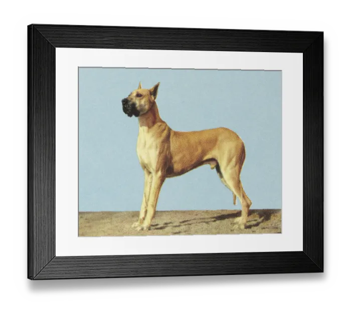 Framed Print : Large Dog. http: /  / csaimages.com / images / istockprofile / csa_vector_dsp.jpg