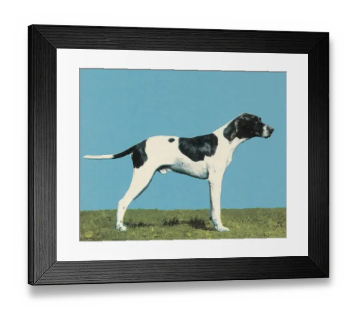 Framed Print : Hunting Dog Framed Print : Hunting Dog