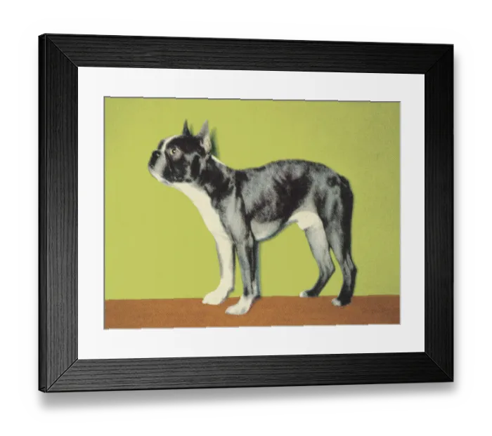 Framed Print : Boston Terrier Framed Print : Boston Terrier