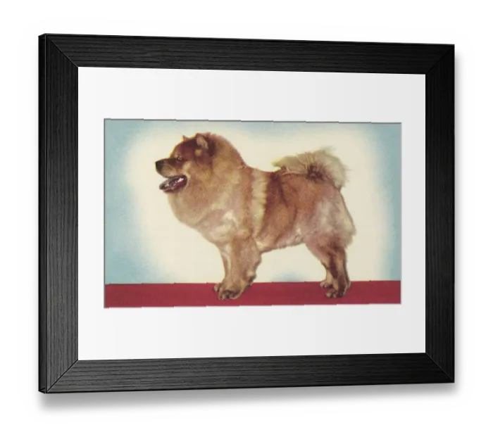 Framed Print : Chow. http: / / csaimages.com / images / istockprofile / csa_vector_dsp.jpg Framed Print : Chow. http: / / csaimages.com / images / istockprofile / csa_vector_dsp.jpg