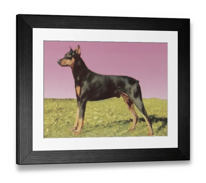 Framed Print : Doberman Pinscher Framed Print : Doberman Pinscher