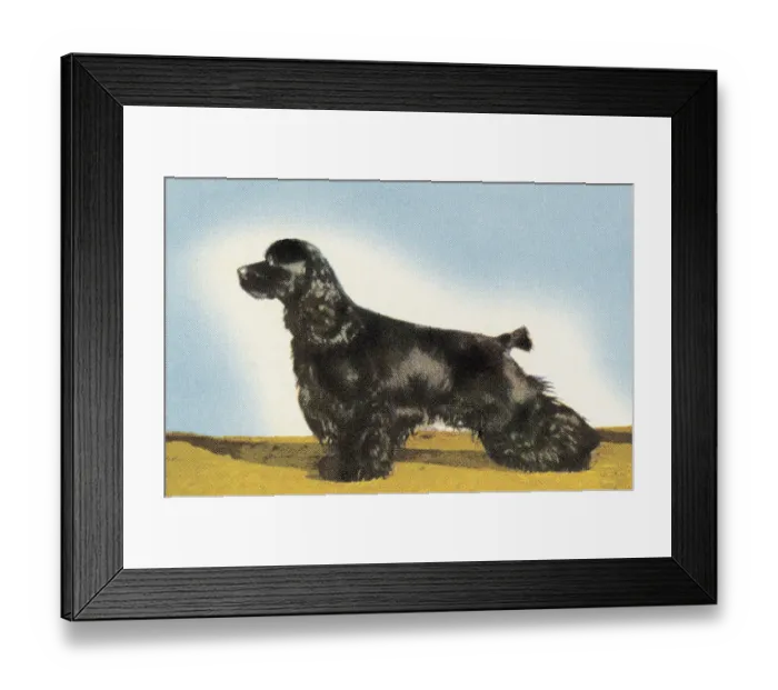Framed Print : Cocker Spaniel Framed Print : Cocker Spaniel
