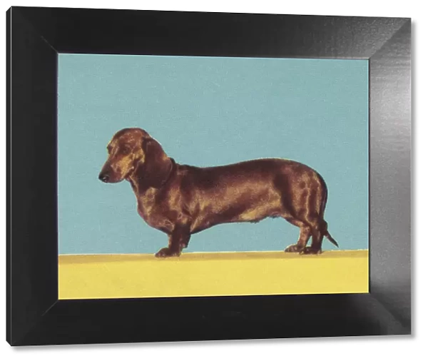 Dachshund. http: /  / csaimages.com / images / istockprofile / csa_vector_dsp.jpg