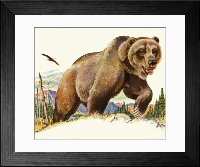 Framed Print : Grizzly Bear Framed Print : Grizzly Bear
