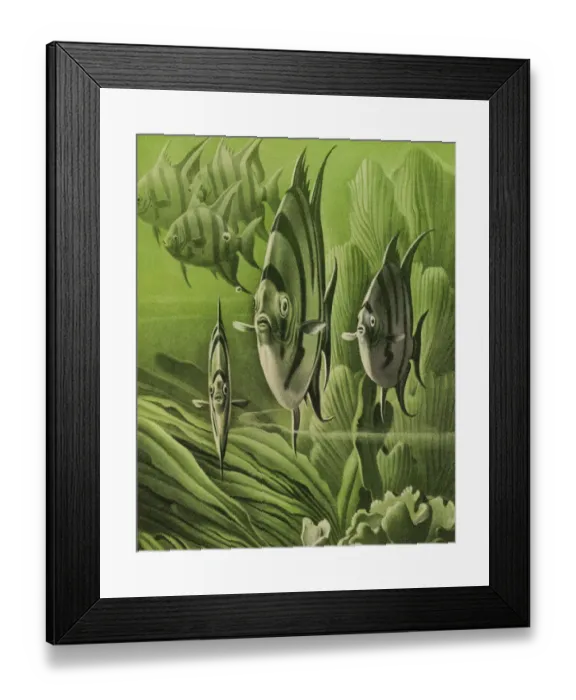 Framed Print : Underwater Sea Life Framed Print : Underwater Sea Life