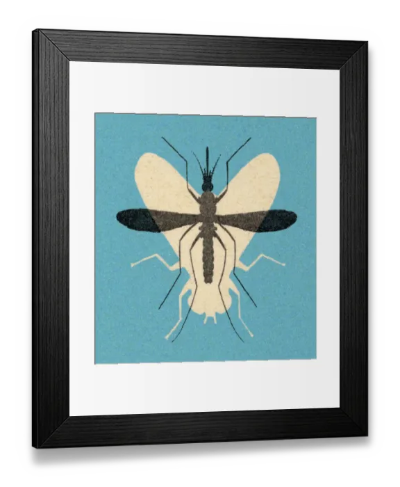 Framed Print : Fly and Mosquito Framed Print : Fly and Mosquito
