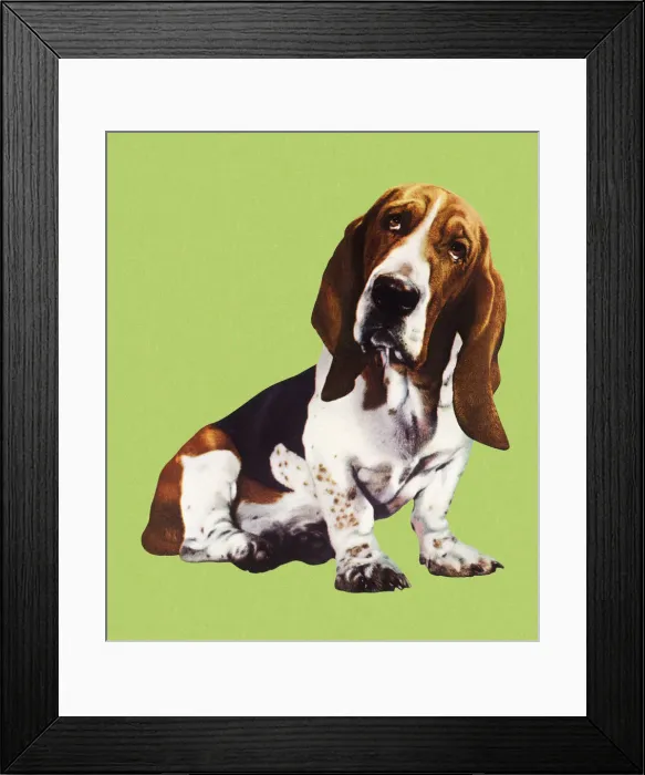 Framed Print : Cute Basset Hound Dog Framed Print : Cute Basset Hound Dog