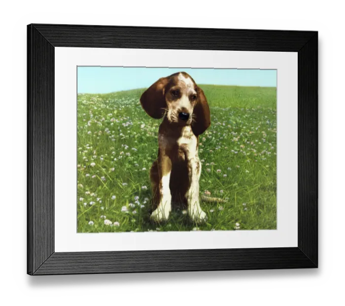 Framed Print : Puppy in A Big Green Field