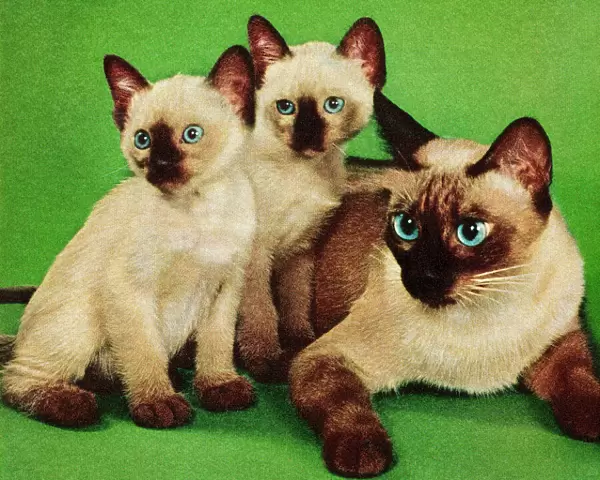 Siamese Cat and Two Kittens