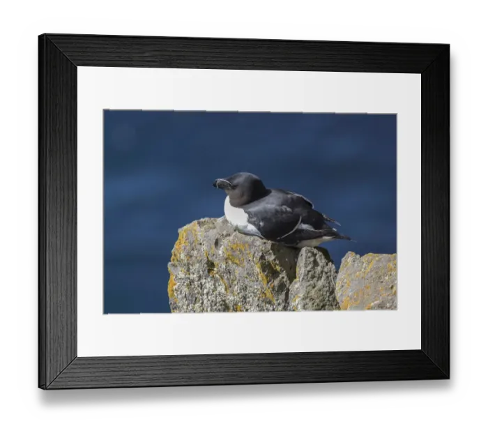 Framed Print : Razorbill (Alca torda) sits on rocks, bird rocks Latrabjard, Westfjords, Iceland Framed Print : Razorbill (Alca torda) sits on rocks, bird rocks Latrabjard, Westfjords, Iceland