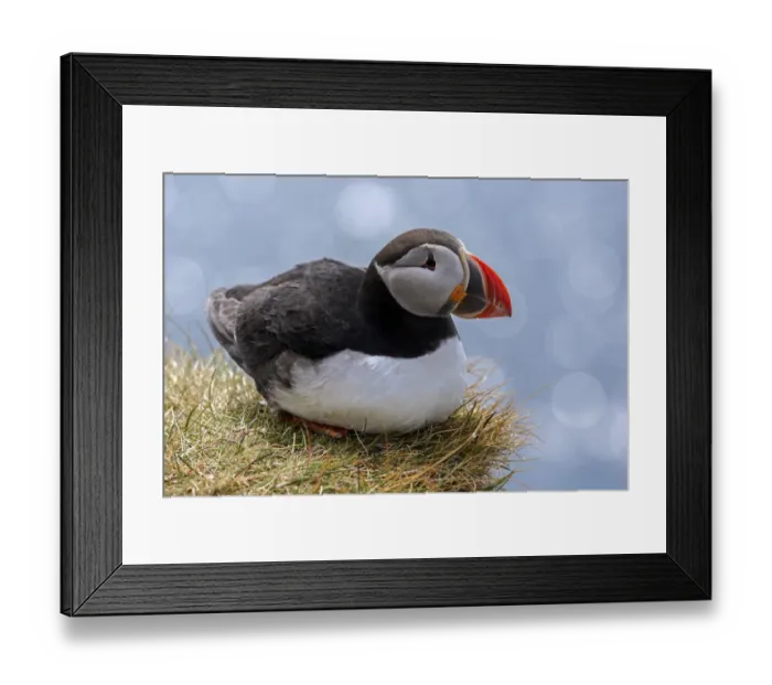 Framed Print : Puffin (Fratercula arctica), sitting in the grass, bird rock Latrabjard, Westfjords Framed Print : Puffin (Fratercula arctica), sitting in the grass, bird rock Latrabjard, Westfjords