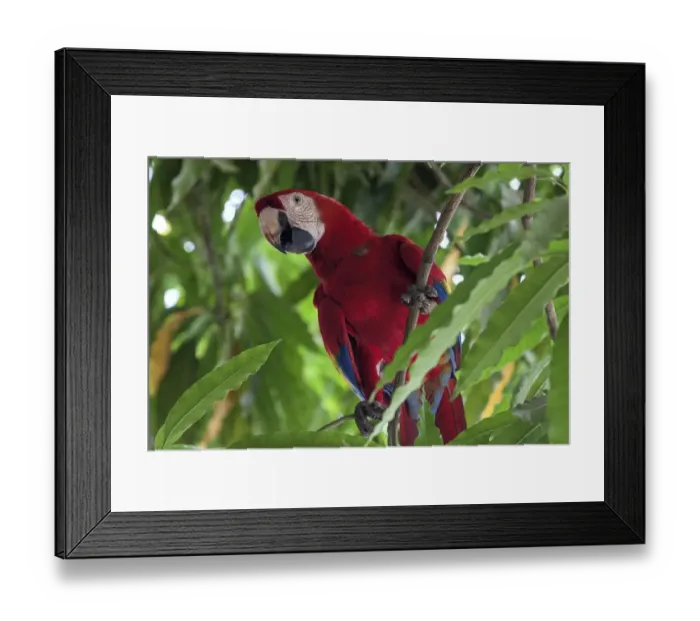 Framed Print : Scarlet macaw (Ara macao), sitting on a branch in a tree, Guanacaste province, Costa Rica Framed Print : Scarlet macaw (Ara macao), sitting on a branch in a tree, Guanacaste province, Costa Rica