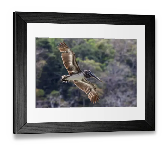 Framed Print : Brown Pelican (Pelecanus occidentalis) in flight, Playa Samara, Samara, Nicoya Peninsula