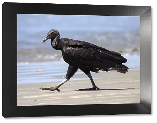 Black Vulture (Coragyps atratus) strides on the beach, Samara, peninsula Nicoya, province