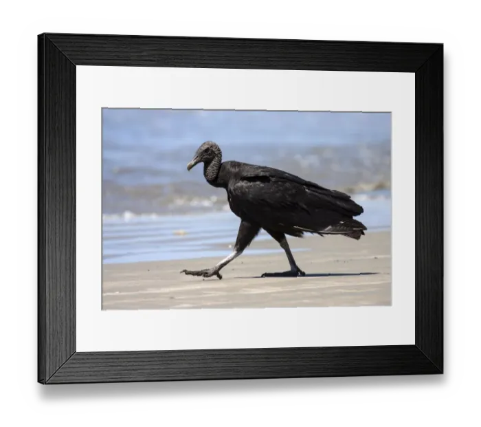 Framed Print : Black Vulture (Coragyps atratus) strides on the beach, Samara, peninsula Nicoya, province Framed Print : Black Vulture (Coragyps atratus) strides on the beach, Samara, peninsula Nicoya, province
