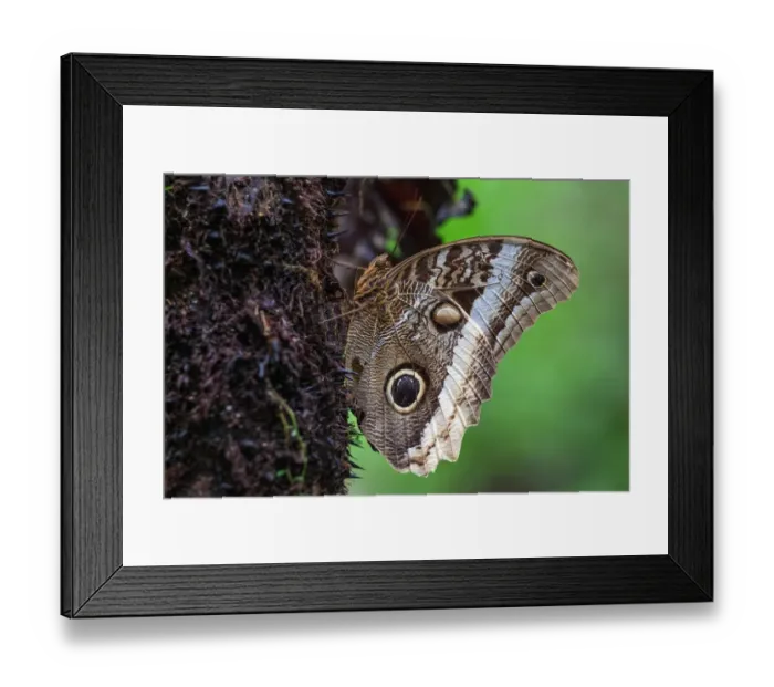 Framed Print : Banana Butterfly (Caligo atreus), Mistico Arenal Suspension Bridge Park, Mistico Arenal Framed Print : Banana Butterfly (Caligo atreus), Mistico Arenal Suspension Bridge Park, Mistico Arenal