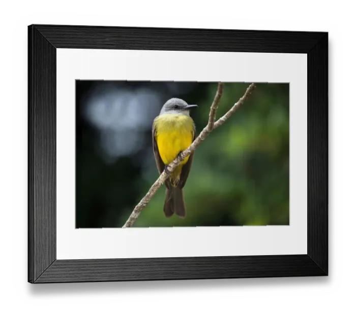 Framed Print : Yellow wagtail (Motacilla flava) sits on branch, province Alajuela, Costa Rica Framed Print : Yellow wagtail (Motacilla flava) sits on branch, province Alajuela, Costa Rica