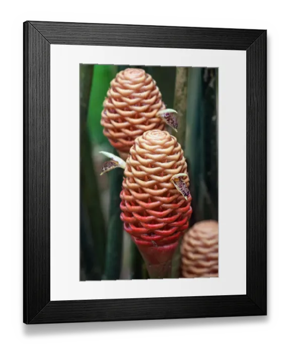 Framed Print : Ginger (Zingiber spectabile), flowers, Lake Arenal, Guanacaste Province, Costa Rica Framed Print : Ginger (Zingiber spectabile), flowers, Lake Arenal, Guanacaste Province, Costa Rica