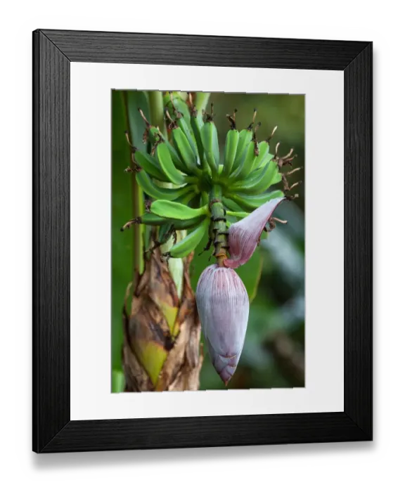 Framed Print : Banana blossom (Musa), perennial plant with flower, Costa Rica Framed Print : Banana blossom (Musa), perennial plant with flower, Costa Rica