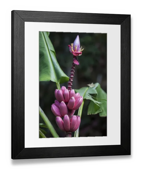 Framed Print : Wild Red banana (Musa velutina), flowers and fruits, Costa Rica Framed Print : Wild Red banana (Musa velutina), flowers and fruits, Costa Rica