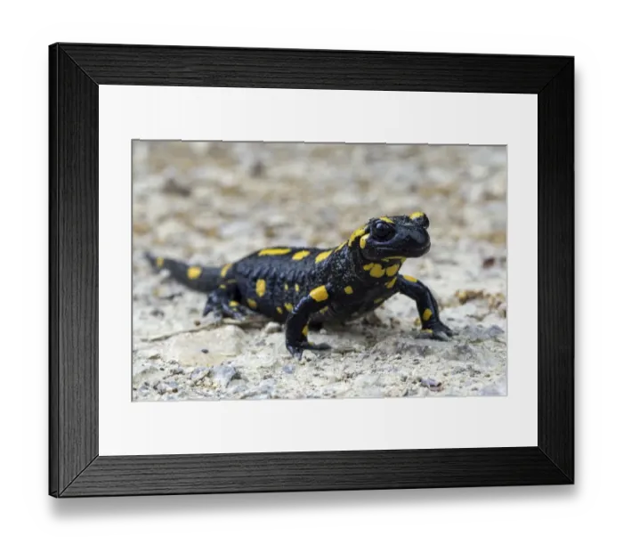 Framed Print : Fire salamander (Salamandra salamandra), Baden-Wuerttemberg, Germany Framed Print : Fire salamander (Salamandra salamandra), Baden-Wuerttemberg, Germany