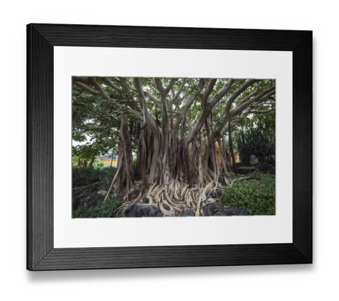 Framed Print : Roots, Ficus socotrana (Ficus socotrana), botanical garden, Jardin Botanico Canario Framed Print : Roots, Ficus socotrana (Ficus socotrana), botanical garden, Jardin Botanico Canario