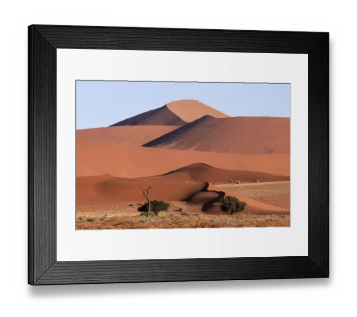 Framed Print : Sand dunes, Camel thorn trees (Vachellia erioloba) at the front, Sossusvlei, Namib Desert Framed Print : Sand dunes, Camel thorn trees (Vachellia erioloba) at the front, Sossusvlei, Namib Desert