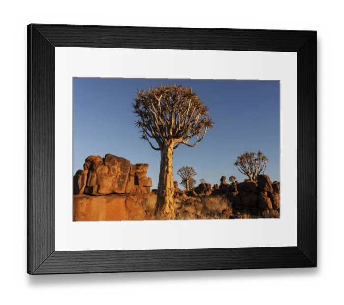 Framed Print : Quiver trees (Aloe dichotoma), blooming, in the Quiver Tree Forest in Garaspark in Keetmanshoop Framed Print : Quiver trees (Aloe dichotoma), blooming, in the Quiver Tree Forest in Garaspark in Keetmanshoop