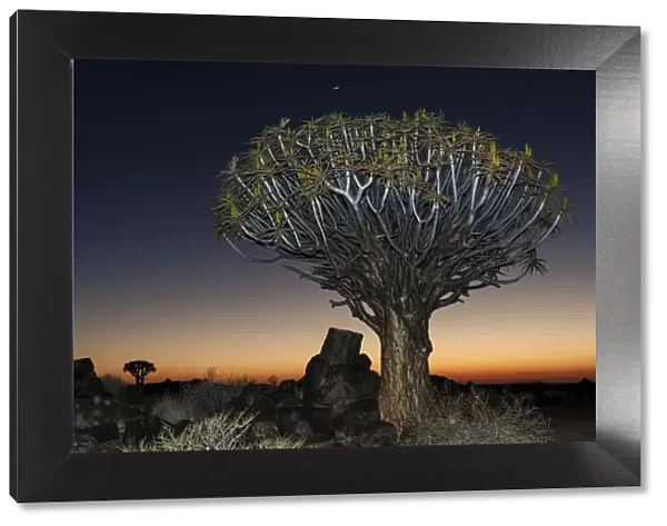 Quiver tree (Aloe dichotoma), night scene, in the Quiver Tree Forest in Garaspark in Keetmanshoop