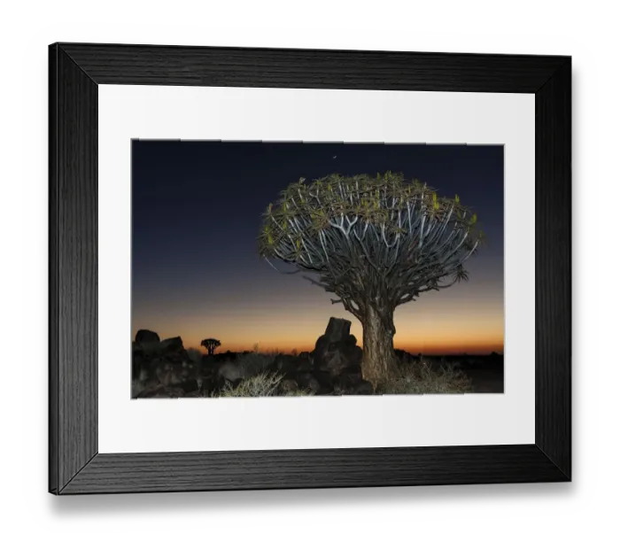 Framed Print : Quiver tree (Aloe dichotoma), night scene, in the Quiver Tree Forest in Garaspark in Keetmanshoop