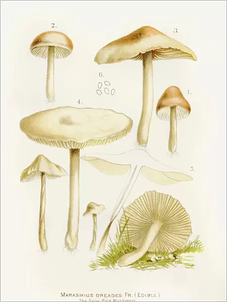 Scotch bonnet fairy ring mushroom illustration 1892