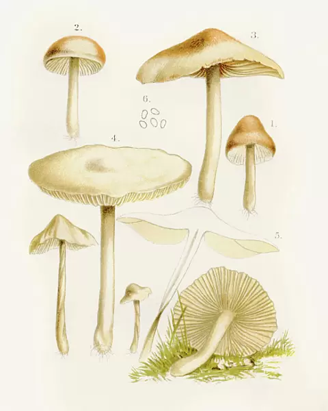Scotch bonnet fairy ring mushroom illustration 1892
