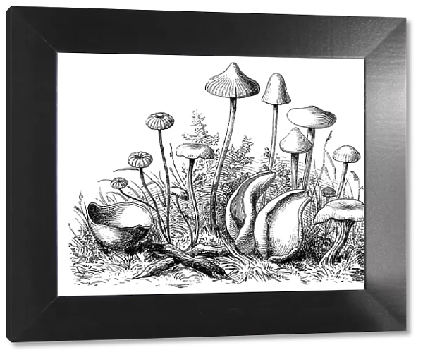 Mushrooms. Illustration of a Mushrooms