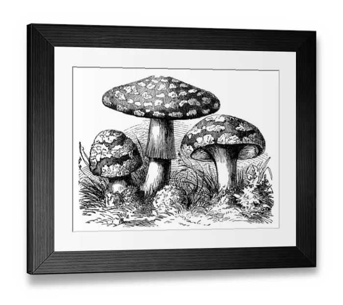 Framed Print : A mushroom, or toadstool, is the fleshy, spore-bearing fruiting body of a fungus Framed Print : A mushroom, or toadstool, is the fleshy, spore-bearing fruiting body of a fungus