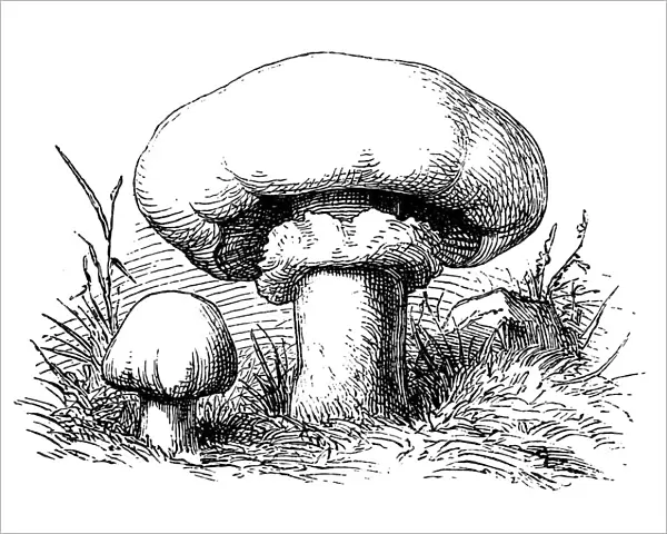 Champignon mushroom (Agaricus bisporus) known as common mushroom, button mushroom