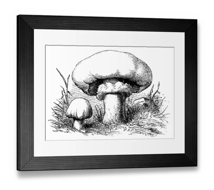 Framed Print : Champignon mushroom (Agaricus bisporus) known as common mushroom, button mushroom Framed Print : Champignon mushroom (Agaricus bisporus) known as common mushroom, button mushroom