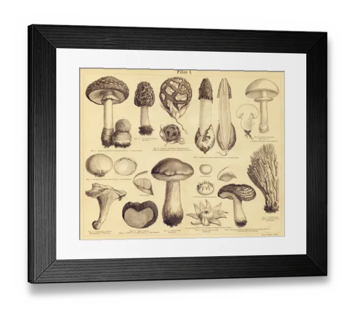 Framed Print : Edible Mushrooms engraving illustration Framed Print : Edible Mushrooms engraving illustration