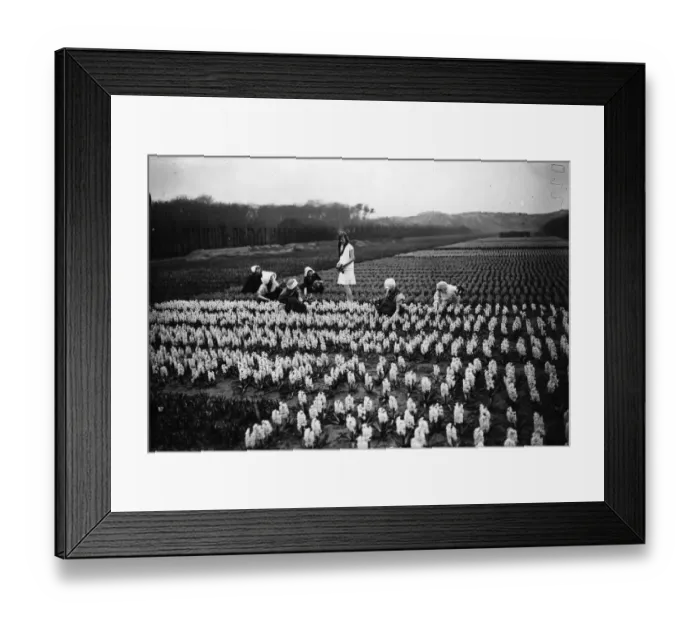 Framed Print : Hyacinth Field Framed Print : Hyacinth Field