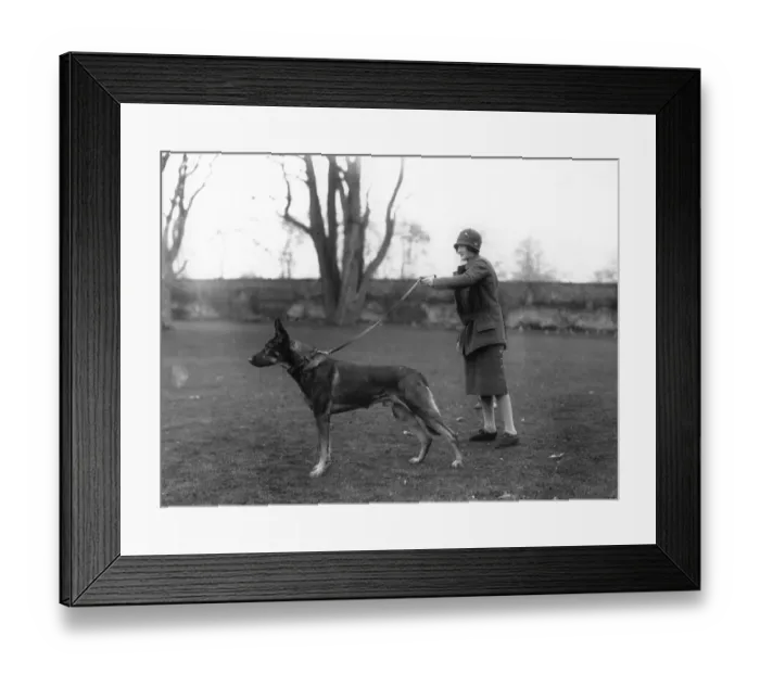 Framed Print : Alsatian And Owner Framed Print : Alsatian And Owner