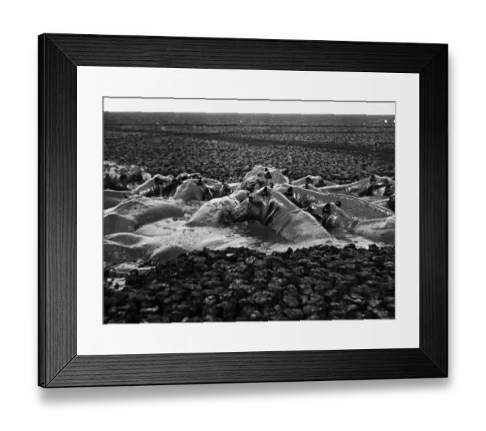 Framed Print : River Horse Framed Print : River Horse